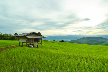 The landscape of Saigon: Rice fields ,landscape terraced agriculture of Ban Pa Pong Pieng ,Chaing Mai with HDR Twilight time. Kho ảnh