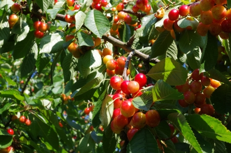 さくらんぼの茎に の写真素材 画像素材 Image さくらんぼの茎に の写真素材 画像素材 Image