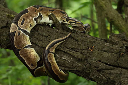 168643346-the-ball-python-