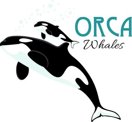 Orca Baby Stock Photos And Images 123rf