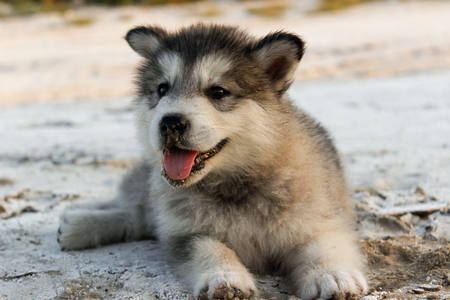 夏の砂の上の子犬のアラスカン マラミュートのクローズ アップ の写真素材 画像素材 Image 夏の砂の上の子犬のアラスカン マラミュートのクローズ アップ の写真素材 画像素材 Image