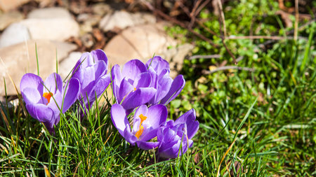 草に咲く美しい紫のクロッカスの花 の写真素材 画像素材 Image
