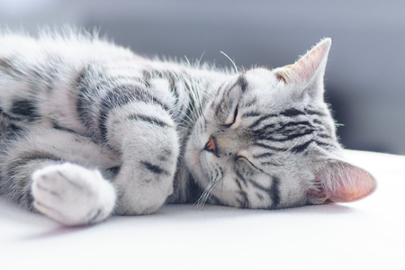 british short hair silver tabby cat sleeping close up stock photo