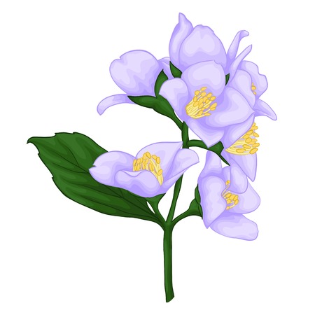 beautiful jasmine branch isolated on white background. for greeting cards and invitations of the wedding, birthday, Valentines Day, mothers day and other seasonal holidays Иллюстрация