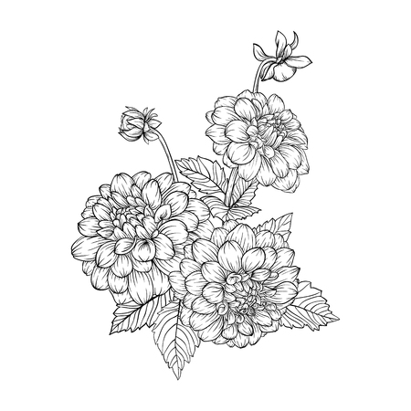 ダリア のイラスト素材 ベクター 123rf ダリア のイラスト素材 ベクター 123rf