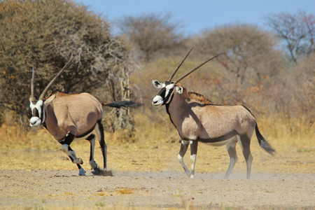 オリックス アフリカの野生動物の背景 角の戦い の写真素材 画像素材 Image オリックス アフリカの野生動物の背景 角の戦い の写真素材 画像素材 Image