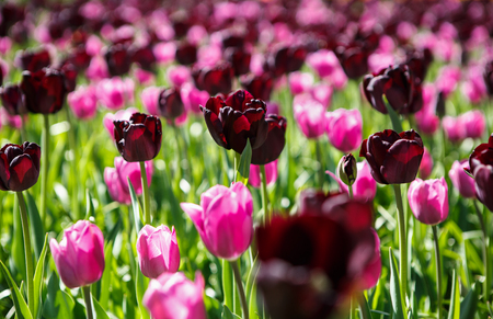 dark tulips spring purple flower picturesque www