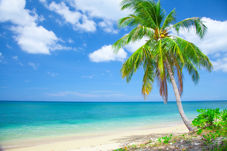 coconut: bãi biển nhiệt đới với cây dừa