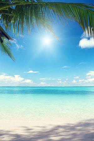 coconut: Biển và lòng bàn tay dừa Caribbean Kho ảnh