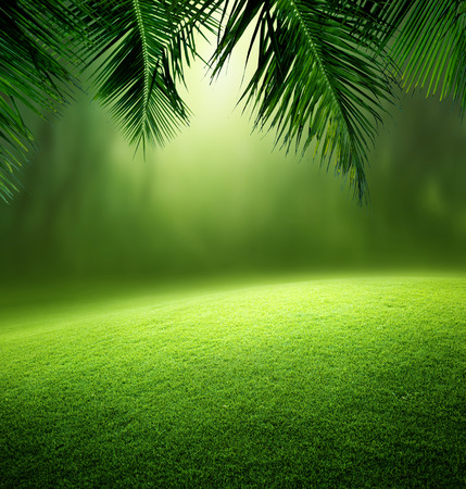 coconut: rừng nhiệt đới
