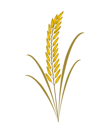 環境コンセプト 美しい熟した稲作または白い背景で隔離の緑の葉が付いている穀物植物のベクトル イラスト のイラスト素材 ベクタ Image 環境コンセプト 美しい熟した稲作または白い背景で隔離の緑の葉が付いている穀物植物のベクトル イラスト のイラスト素材 ベクタ Image