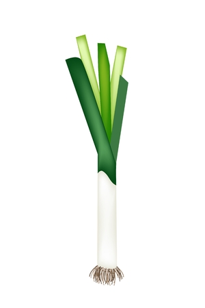 野菜やハーブは 料理の調味料に使用新鮮なねぎのベクトル イラスト のイラスト素材 ベクタ Image