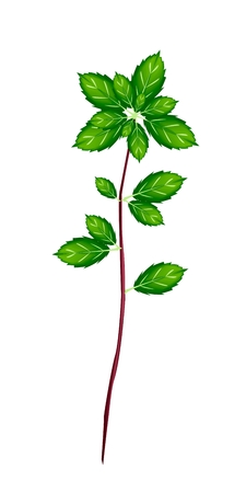 野菜やハーブは 新鮮なタイとバジルの料理の調味料に使用美しい花の束のベクトル イラスト のイラスト素材 ベクタ Image 野菜やハーブは 新鮮なタイとバジルの料理の調味料に使用美しい花の束のベクトル イラスト のイラスト素材 ベクタ Image