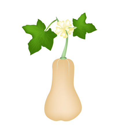 Gemuse Und Krauter Illustration Von Butternut Kurbis Oder Butternut Kurbis Mit Fruchten Und Bluten Hangen Eine Rebe Auf Weissen Hintergrund Lizenzfrei Nutzbare Vektorgrafiken Clip Arts Illustrationen Image 27354101