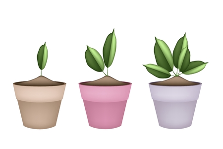 室内用植物 庭の装飾のための緑の木々 やセラミック植木鉢や粘土鉢に植物のイラスト のイラスト素材 ベクタ Image