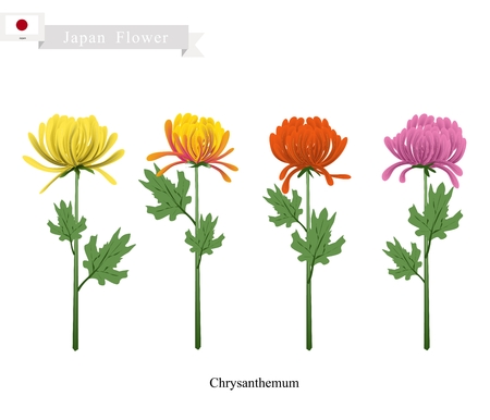 コソボの花 牡丹の花のイラスト コソボの国花 のイラスト素材 ベクタ Image