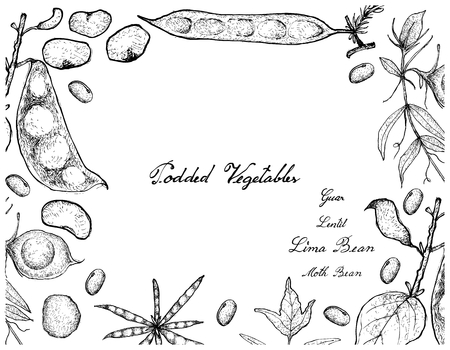 そら豆やそら豆手書きの植物図面 のイラスト素材 ベクタ Image
