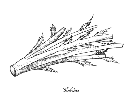 野菜やハーブは 新鮮な水セリまたは茎と白い背景で隔離の葉中国セロリのイラスト のイラスト素材 ベクタ Image 野菜やハーブは 新鮮な水セリまたは茎と白い背景で隔離の葉中国セロリのイラスト のイラスト素材 ベクタ Image