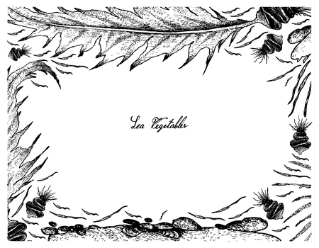 海野菜 手描きスケッチ美味しい新鮮なわかめ シーシダやウンダリアピナティフィダ海藻のイラスト背景 カルシウム マグネシウム ヨウ素が高い のイラスト素材 ベクタ Image 海野菜 手描きスケッチ美味しい新鮮なわかめ シーシダやウンダリアピナティフィダ海藻のイラスト背景 カルシウム マグネシウム ヨウ素が高い のイラスト素材 ベクタ Image