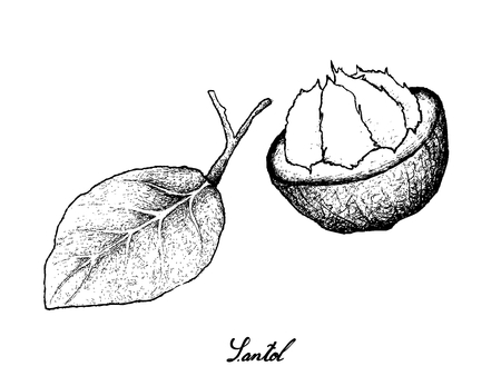 トロピカルフルーツ イラスト壁紙の背景手描きスケッチサンドリカムコエチャペ サントールやクラストン 東南アジアのトロピカルフルーツ のイラスト素材 ベクタ Image