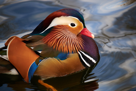 Pato Mandarin Bebe Fotos Retratos Imagenes Y Fotografia De Archivo Libres De Derecho Image Pato Mandarin Bebe Fotos Retratos Imagenes Y Fotografia De Archivo Libres De Derecho Image