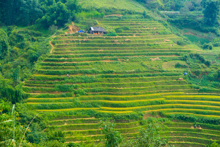 The landscape of Saigon: Đẹp nhìn ra núi chứa rất nhiều ruộng bậc thang