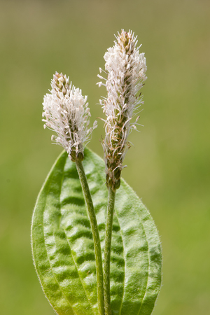 白髪オオバコ オオバコ メディア 花の茎と葉 綿毛の茎に生まれた白い花序と家族のオオバコ科の植物します の写真素材 画像素材 Image 白髪オオバコ オオバコ メディア 花の茎と葉 綿毛の茎に生まれた白い花序と家族のオオバコ科の植物します の写真素材 画像素材 Image