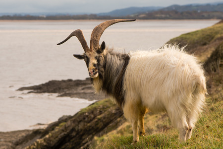 86684452-male-feral-mountain-goat-with-l