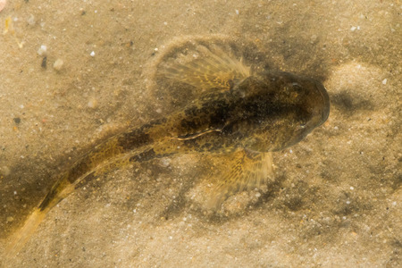 Sandestone 母岩に先史時代の魚の化石の化石骨格の写真素材