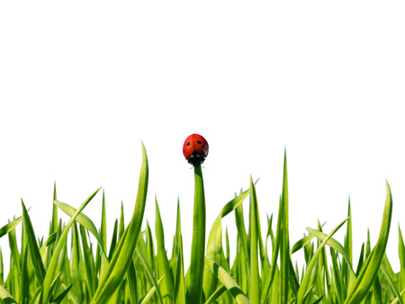 白い背景の上の緑の芝生に沿って実行しているてんとう虫 の写真素材 画像素材 Image