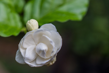 Beautiful blooming jasmine with dew drops outdoors Фото со стока