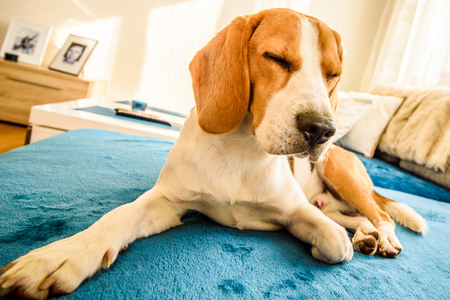 ビーグル犬が敷設し 足の間に頭を持つソファの上で眠りに落ちる 背景に明るい光で満たされた暖かい部屋 穏やかな目を閉じるとゆっくりと閉じる の写真素材 画像素材 Image