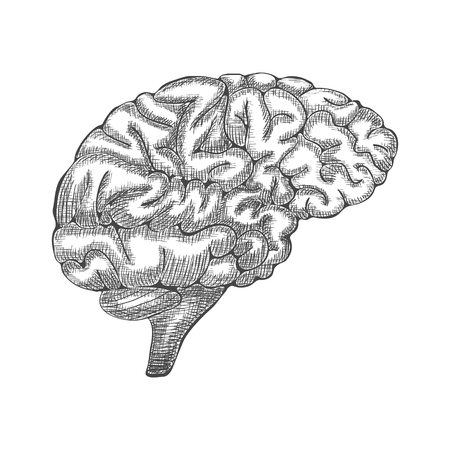 インクの人間の脳を手描き 刻まれた解剖学的イラストをスケッチします ベクトル図 のイラスト素材 ベクタ Image インクの人間の脳を手描き 刻まれた解剖学的イラストをスケッチします ベクトル図 のイラスト素材 ベクタ Image