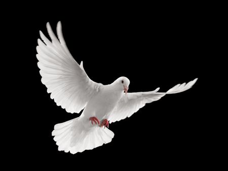 flying white dove isolated on black background stock photo picture