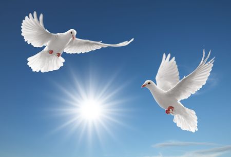 two white doves flying on clear blue sky - 4621953