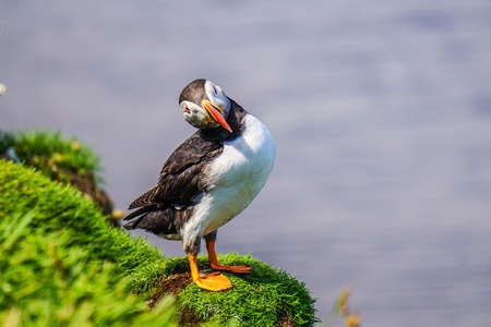 Bird standing at the hill, Scotland - 111414762