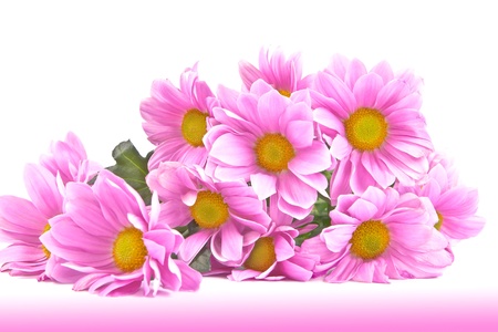 Postcard with a bouquet of purple chrysanthemums on a white background