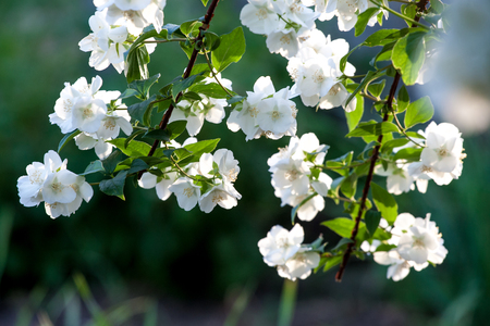 Jasmine flowers blooming in the garden. Spring scent. Фото со стока