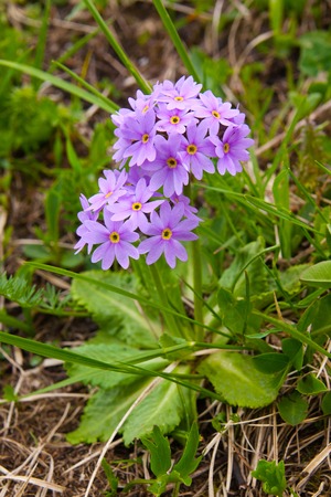 Primula cold (primula algida) is on subalpine meadow Stock Photo
