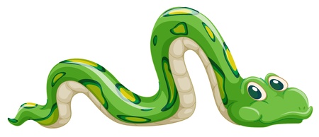 Illustration of green snake on a white background