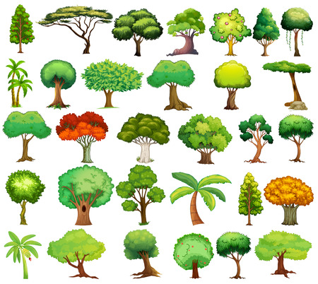 coconut: Tác giả của các loại khác nhau của cây