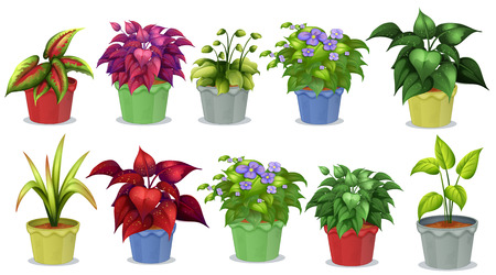 Diferentes Tipos De Plantas En Macetas De Jardinería Ilustraciones Svg,  Vectoriales, Clip Art Vectorizado Libre De Derechos. Image 37819313.