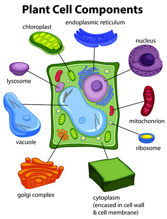 plant cell images