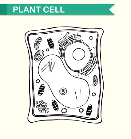 Diagram showing plant cell in black and white illustration