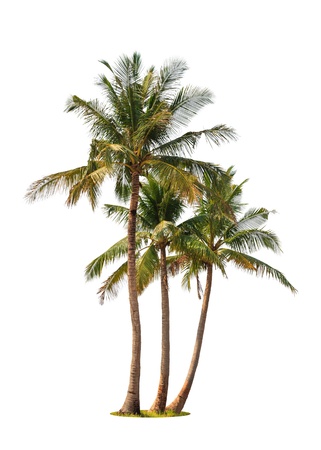 coconut: Ba cây cọ dừa bị cô lập trên nền trắng Kho ảnh