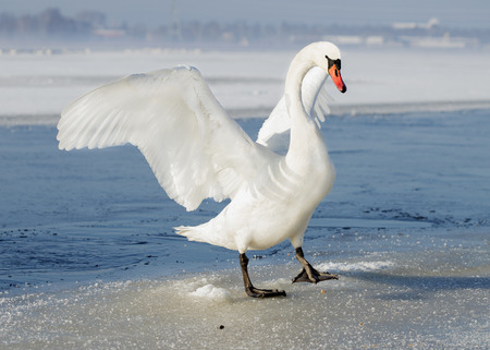 白い白鳥が翼を広げる 冬の氷の上 の写真素材 画像素材 Image 白い白鳥が翼を広げる 冬の氷の上 の写真素材 画像素材 Image