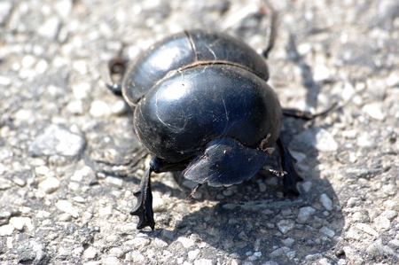 55009045-dung-beetle.jpg