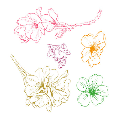 Peach flower: Hoa vẽ tay, minh hoạ vector Hình minh hoạ
