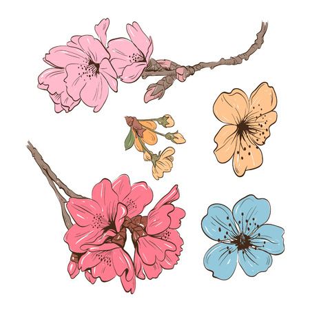 Peach flower: Hoa vẽ tay, minh hoạ vector Hình minh hoạ