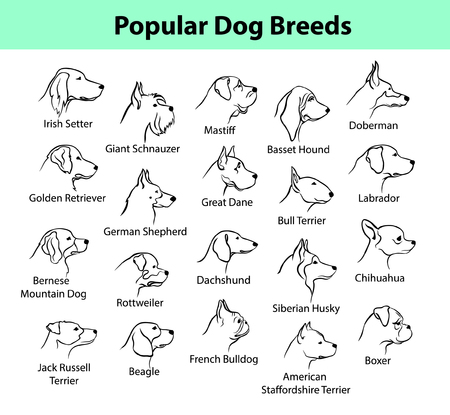 Popular Dog Breeds Profile Faces. Dog Silhouette Portraits set. German Shepherd, Beagle, Labrador, Retriver, Bulldog, Boxer, Schnauzer, Doberman, Mastiff, Basset Hound, Terrier etc